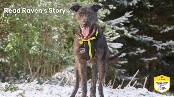 Dogs trust best sale success stories