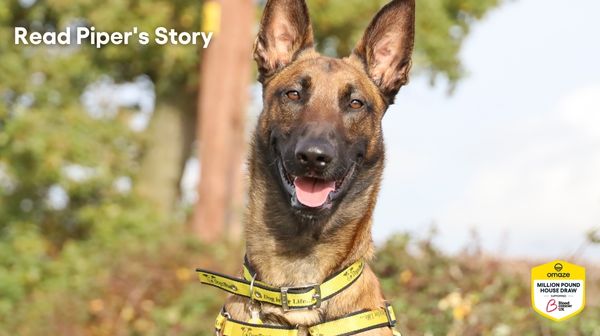 Dogs Trust - Piper's Story