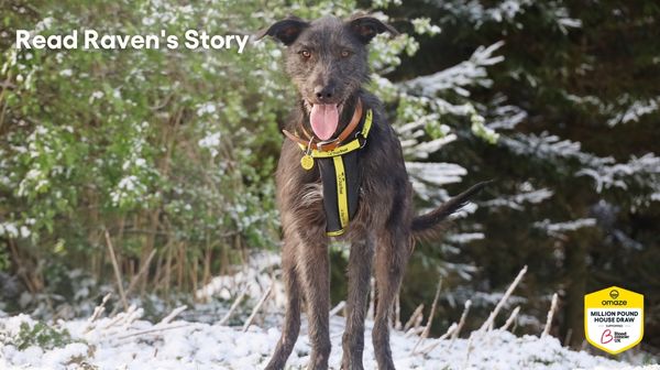 Dogs Trust - Raven's Story – Omaze UK