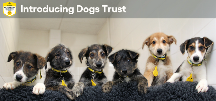 Who Are Dogs Trust?